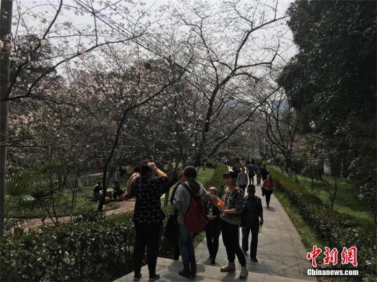 武汉大学赏樱实行预约限流 引入人脸识别技术