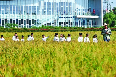 農技人員帶領小朋友參觀稻田