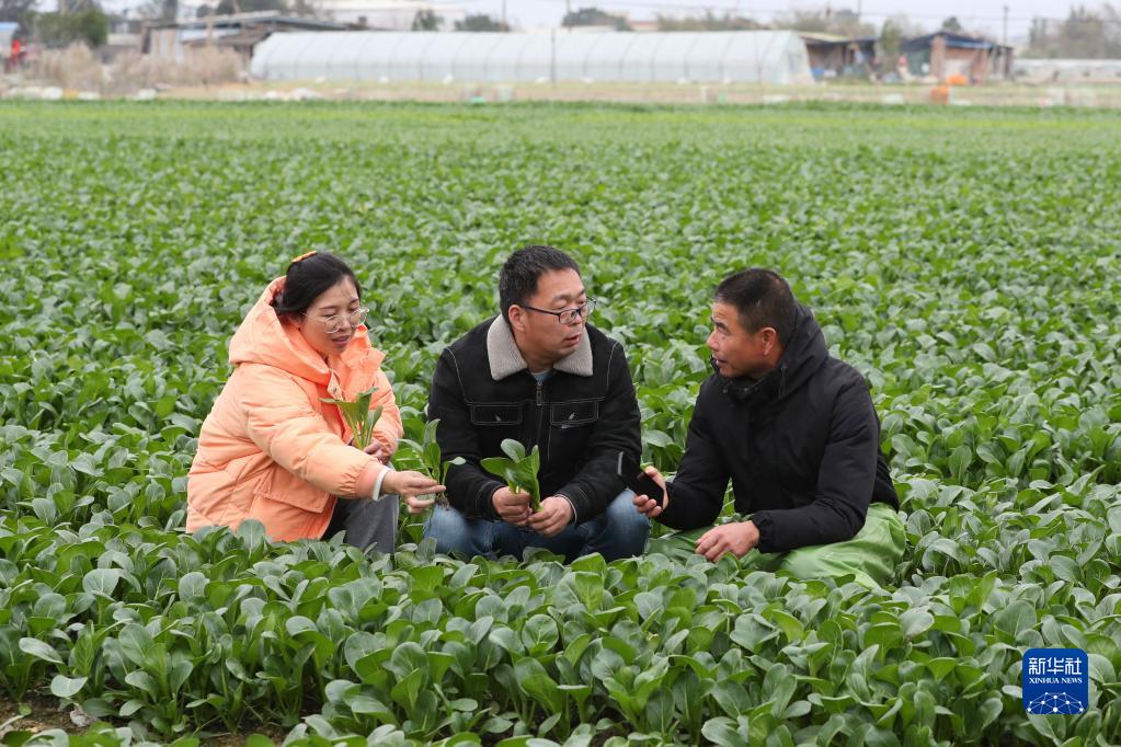 菜园子里的“科特派”：选育“金种子” 守护“菜篮子”