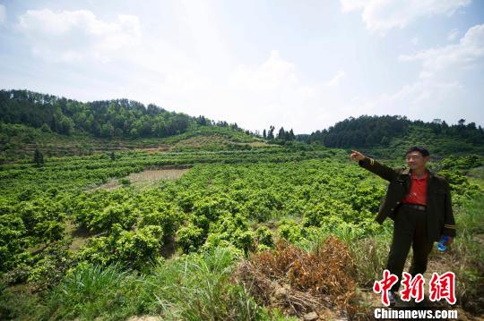 在湖南凤凰县菖蒲塘村，村民依靠种植水果脱贫。　杨华峰 摄