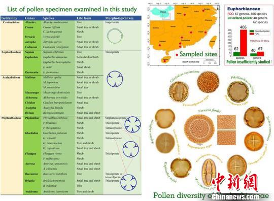 中国古生物学家大戟科花粉形态学研究取得新进展