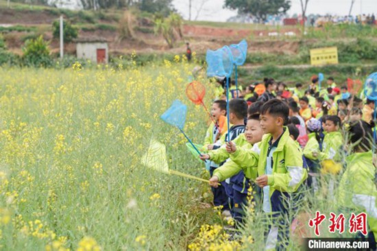 图为小学生在田间进行捉虫竞赛。　陈冠言 摄