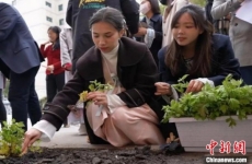 从中草药中了解中华文化 同济大学首创“留学生中医文化体验园”