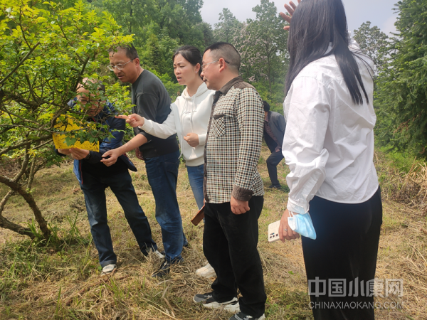 安顺市农业科学院陈红艳（中）在金刺梨基地虫害防治指导。供图贵州省科技厅.png