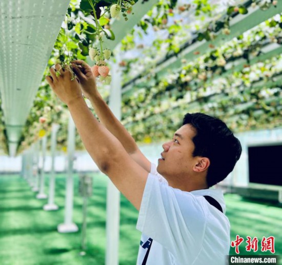 浙江大学生毕业返乡做“莓”创客 新技术服务“土”产业