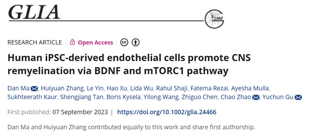 顾雨春团队合作揭示iPSC来源内皮细胞移植通过BDNF介导mTORC1通路促进中枢神经系统（CNS）髓鞘再生